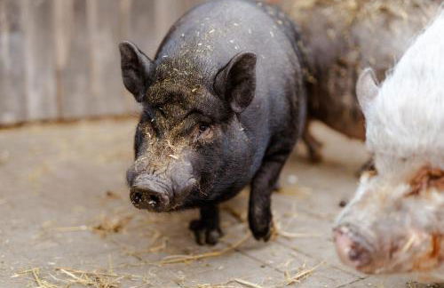 Reethaus 4B - Foto 30