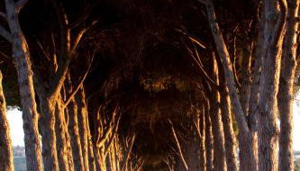 Agriturismo Pantano Borghese - Foto 5