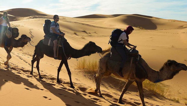 En chameau dans le désert d'Agadir
