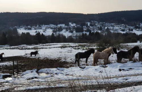 Nationalpark Ferienhaus SOPHIA-LUISA - Foto 27