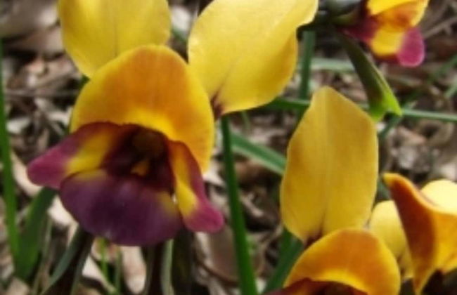 Pinnacles Edge Resort - Foto 30