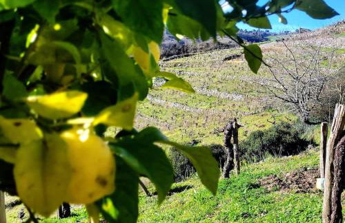 cabaña do rei - Foto 34