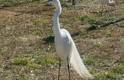 Private Tropical Waterfront Sanctuary w pool, hot tub & an island! Pet Friendly - Foto 19