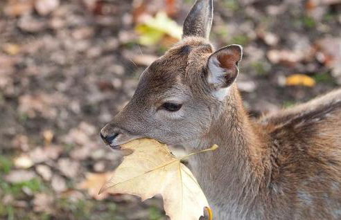 Apartments Fürstenvilla Putbus - Foto 33