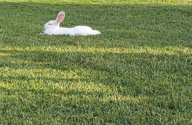 Domus Antiga Appartamenti - Foto 33