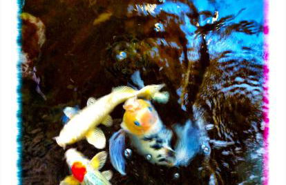 Rent Laguna Beach Sanctuary - Foto 23