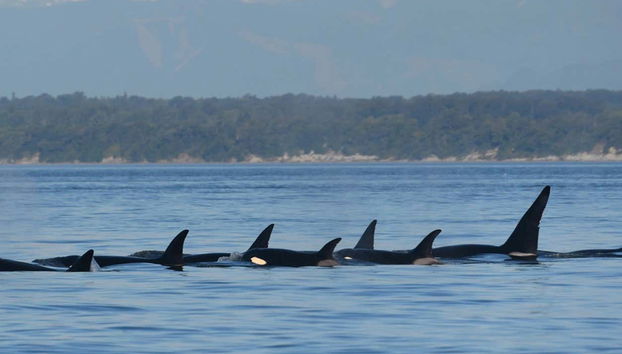 Varios ejemplares de ballenas