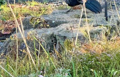 Aloha Junction Bed and Breakfast -Minutes away from Hawaii Volcanoes National Park - Foto 58