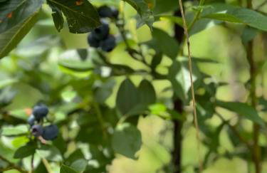 Dom w górach Saganówka Beskidy - Foto 74
