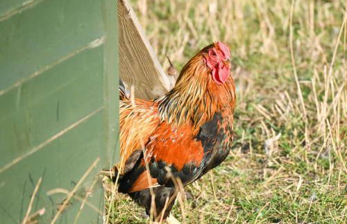 Bluebell Cabin - Foto 35