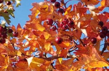 Ferienhaus Eifelperle - Foto 18