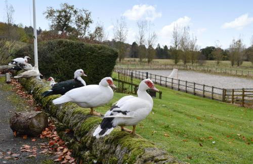 Inverchroskie Cottage - Foto 15