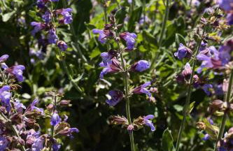 Villa Falkoni II - Foto 42