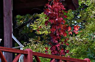 Siedlisko Szwałk - Foto 40