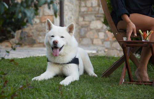 Suites Efharis Filoxenon - Foto 22