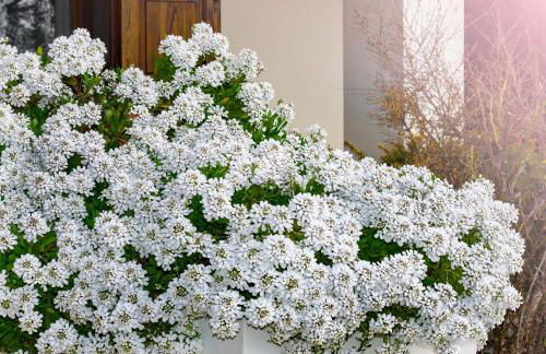 Villa Magnolia - Foto 32