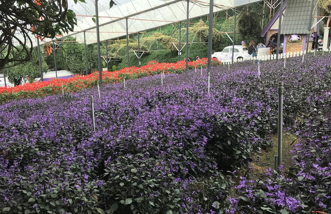 Vin Cottage Cameron Highlands - Foto 32