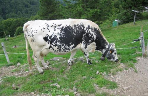Gîte Confortable au Cœur des Vosges - Animaux Acceptés - FR-1-589-839 - Foto 26
