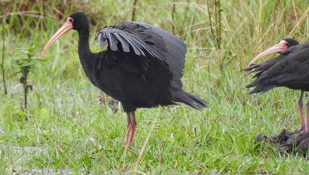 Birdwatching at the San Rafael Estate - Foto 3