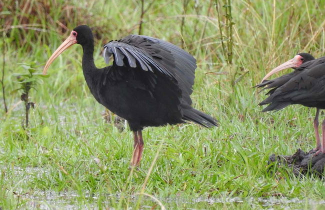 Birdwatching at the San Rafael Estate - Foto 3