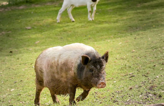 Nengshof - Haus Ehrenpreis - Foto 31