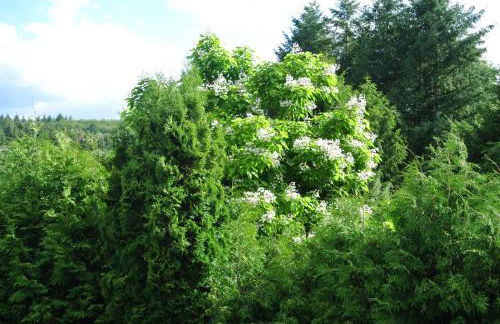 Ferienwohnung zur Mühle - Foto 70