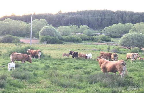 EL DESCANSO DE PINARES - VuT en Huerta de Rey - Foto 24