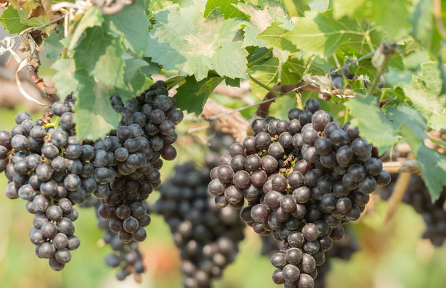 Visita di Vinos Heraclio Alfaro - Foto 6