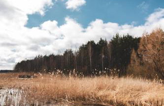 Leśna 21 Dom Północ przy PUSZCZA BIAŁOWIESKA - Foto 68