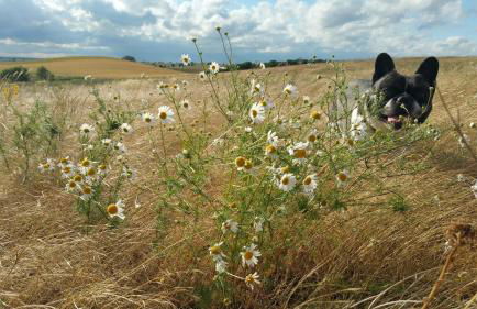 Haus an der Pferdekoppel am Blankenburger See - Photo 29