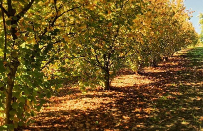 Agriturismo Fonte Abellana - Photo 23