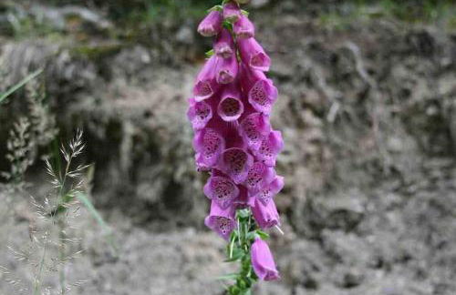 Ferienhaus Ackerbürgerhof in der Welterbestadt Quedlinburg - Foto 24