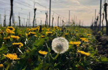 Am Storchennest - Foto 5