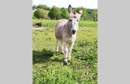 la clé du bouton d'or - Foto 6
