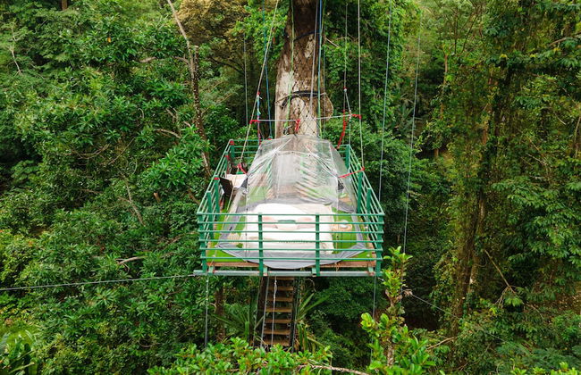 Green Jungle House - Photo 3