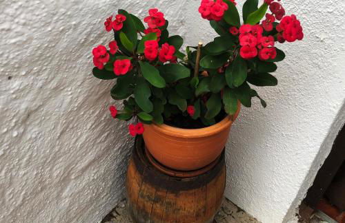 Bodeguita - Finca Tabaiba by TOR - Foto 26