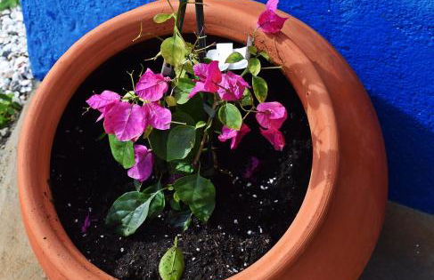 Casa do Avô Tó - Foto 39