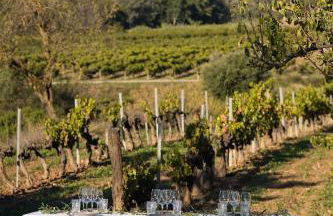 Mas Grimosach - Masía en finca y bodega ecológica - Adults Only - Foto 27