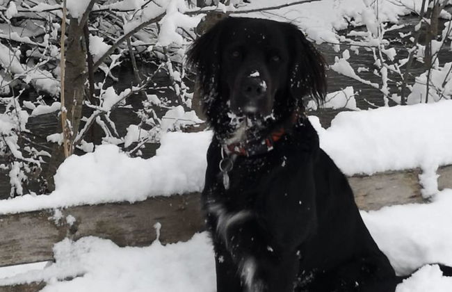 Chalet Flöschhorn - Foto 16