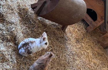 Gut Bennewohld - Photo 70