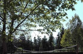 Livadaki Village - Δασικό Χωριό Λιβαδάκι - Foto 36