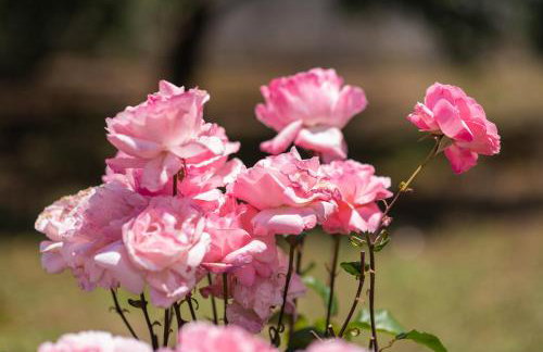 Garden House with Pool, 10min to center - Foto 29