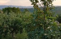 Peaceful cottage with incredible panoramic view - Foto 12