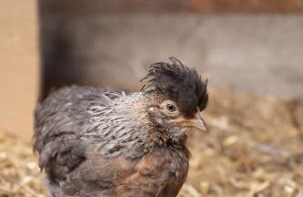 Little Underhill - Photo 51