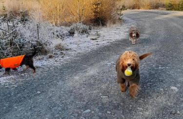 Wee Blue Hoose - Foto 36