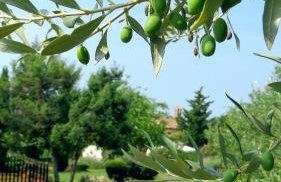 Cottage Casa Vinela - Foto 24