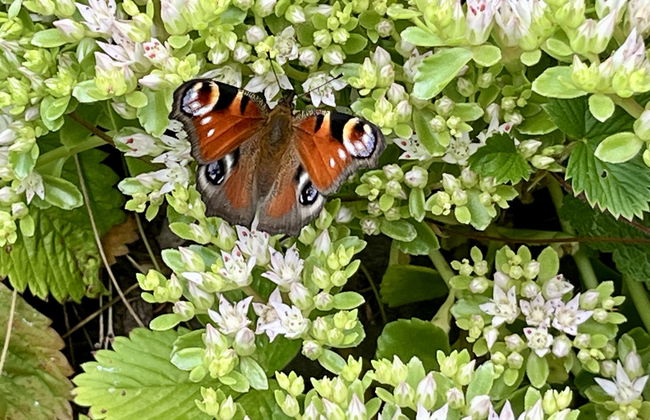 Ferienhäusle Nina - Foto 2