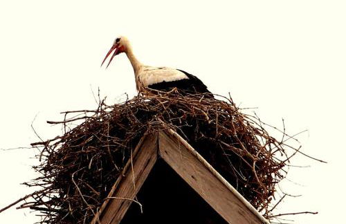 LA TÊTE AU SOLEIL - Foto 16