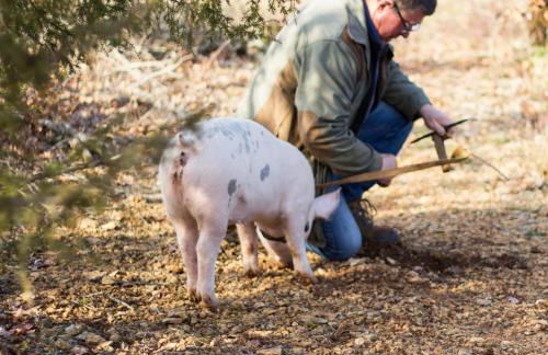 La Vayssade - Grand Gîte de charme - 14 pers - Piscine & Jacuzzi - Photo 45