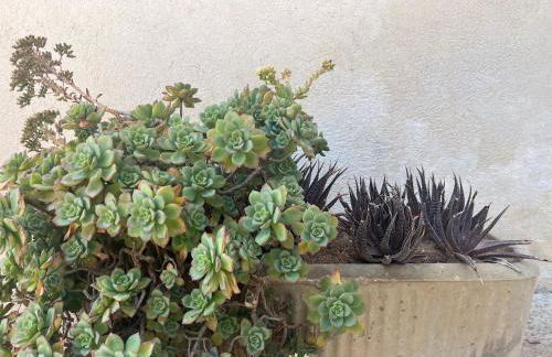 Nespolilla - Foto 16